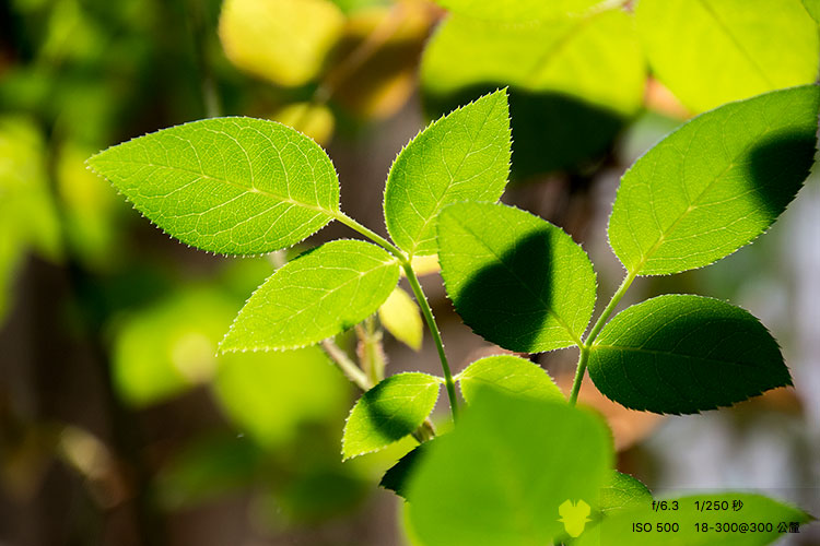 我家的玫瑰花葉子