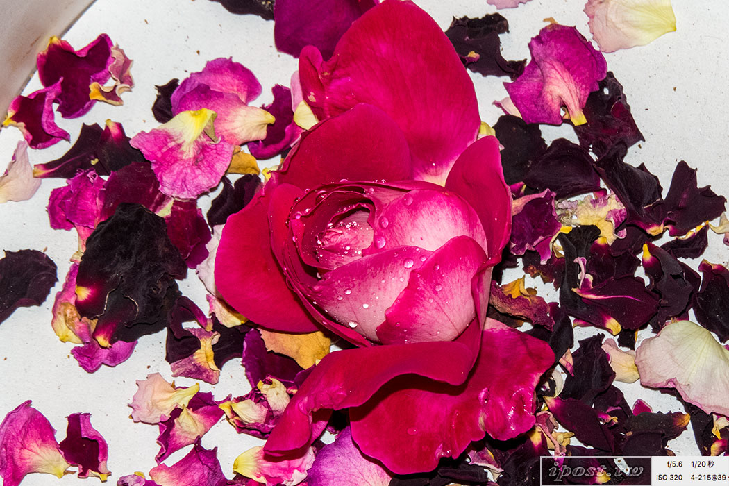 採摘下來的玫瑰花瓣