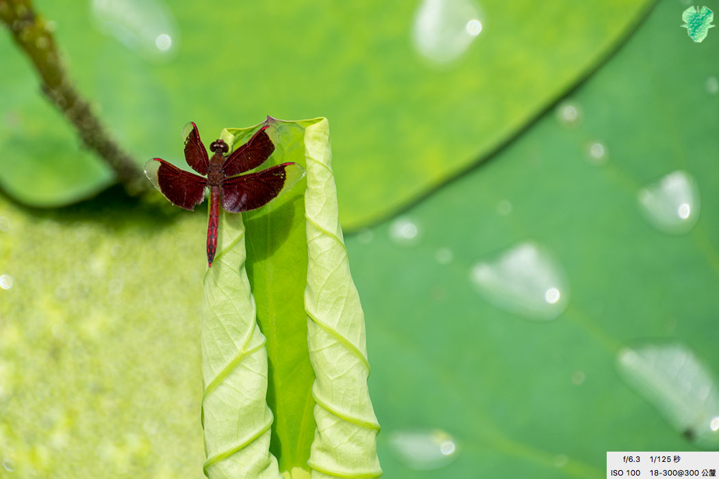 南投中興新村的蜻蜓