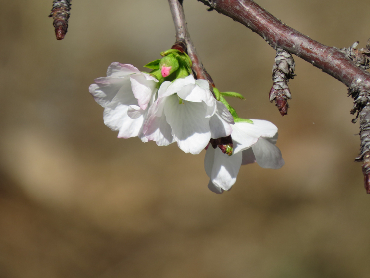 我家的櫻花開了